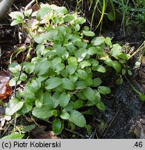 Valeriana dioica (kozłek dwupienny)