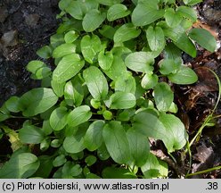 Valeriana dioica (kozłek dwupienny)