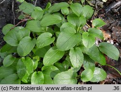 Valeriana dioica (kozłek dwupienny)