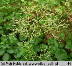 Valeriana excelsa ssp. sambucifolia (kozłek bzowy)