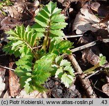 Valeriana excelsa ssp. sambucifolia (kozłek bzowy)