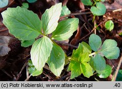 Valeriana excelsa ssp. sambucifolia (kozłek bzowy)