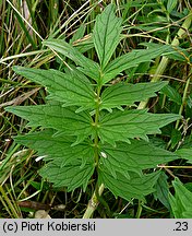 Valeriana officinalis (kozłek lekarski)