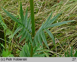 Valeriana officinalis (kozłek lekarski)