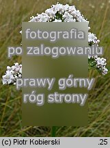 Valeriana officinalis (kozłek lekarski)