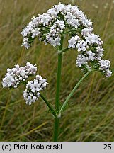 Valeriana officinalis (kozłek lekarski)