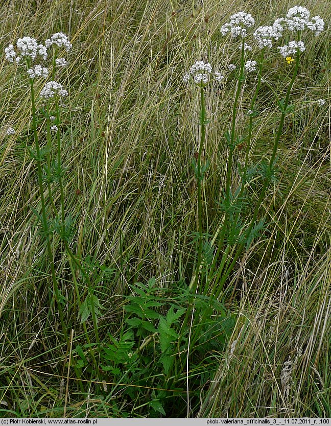 Valeriana officinalis (kozłek lekarski)