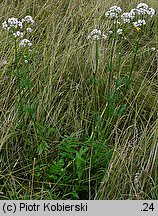 Valeriana officinalis (kozłek lekarski)