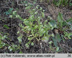 Valerianella locusta (roszpunka warzywna)