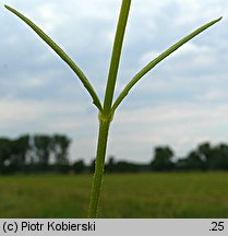 Valerianella dentata (roszpunka ząbkowana)