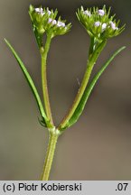 Valerianella dentata (roszpunka ząbkowana)