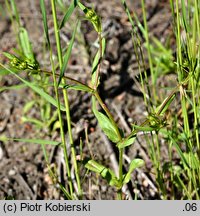 Valerianella dentata (roszpunka ząbkowana)