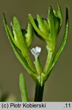 Valerianella dentata (roszpunka ząbkowana)