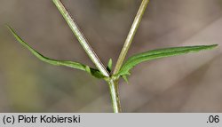 Valerianella dentata (roszpunka ząbkowana)