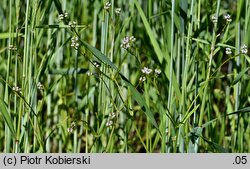 Valerianella dentata (roszpunka ząbkowana)