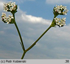 Valerianella dentata (roszpunka ząbkowana)