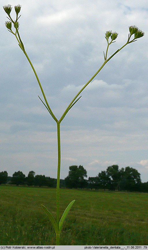 Valerianella dentata (roszpunka ząbkowana)