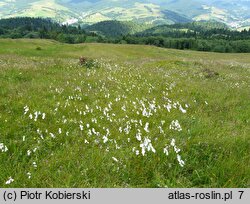 Valeriano-Caricetum flavae - żyzna młaka karpacka