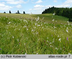 Valeriano-Caricetum flavae - żyzna młaka karpacka