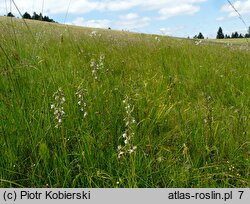 Valeriano-Caricetum flavae - żyzna młaka karpacka