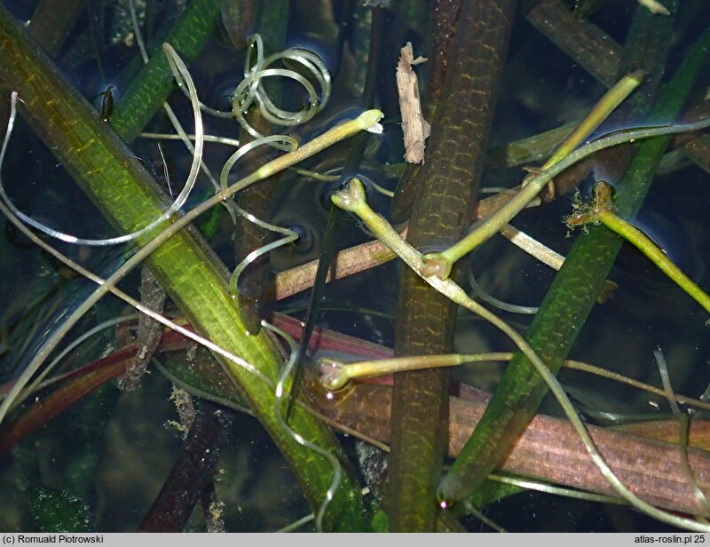 Vallisneria spiralis (nurzaniec śrubowy)