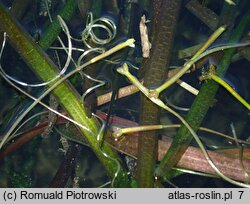 Vallisneria spiralis (nurzaniec Å›rubowy)