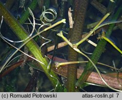 Vallisneria spiralis (nurzaniec śrubowy)