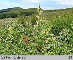 Veratrum album s.str. (ciemiężyca biała)