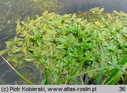 Veronica anagallis-aquatica (przetacznik bobownik)
