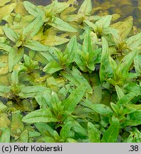 Veronica anagallis-aquatica (przetacznik bobownik)