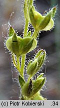 Veronica dillenii (przetacznik Dillena)