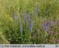 Veronica spicata (przetacznik kłosowy)