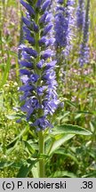 Veronica spicata (przetacznik kłosowy)