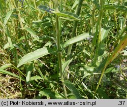 Veronica spicata (przetacznik kłosowy)