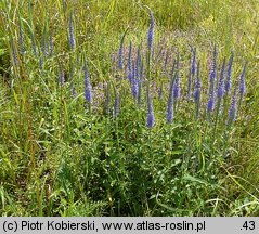 Veronica spicata (przetacznik kłosowy)