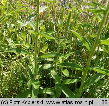 Veronica spicata (przetacznik kłosowy)