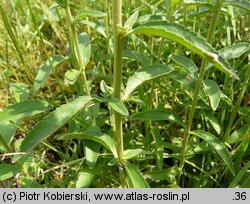 Veronica spicata (przetacznik kłosowy)