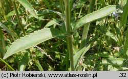 Veronica spicata (przetacznik kłosowy)