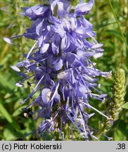 Veronica spicata (przetacznik kłosowy)