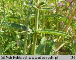 Veronica spicata (przetacznik kłosowy)