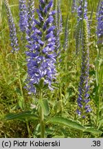 Veronica spicata (przetacznik kłosowy)