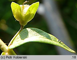 Veronica catenata (przetacznik wodny)