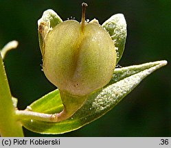 Veronica catenata (przetacznik wodny)