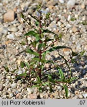 Veronica catenata (przetacznik wodny)