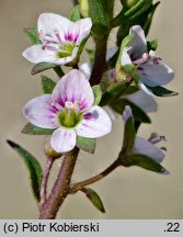 Veronica catenata (przetacznik wodny)