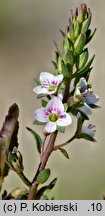 Veronica catenata (przetacznik wodny)