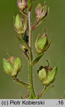 Veronica catenata (przetacznik wodny)