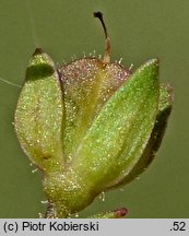 Veronica catenata (przetacznik wodny)