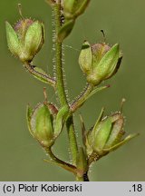 Veronica catenata (przetacznik wodny)