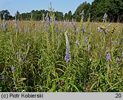 Veronica longifolia ssp. maritimum (przetacznik długolistny)